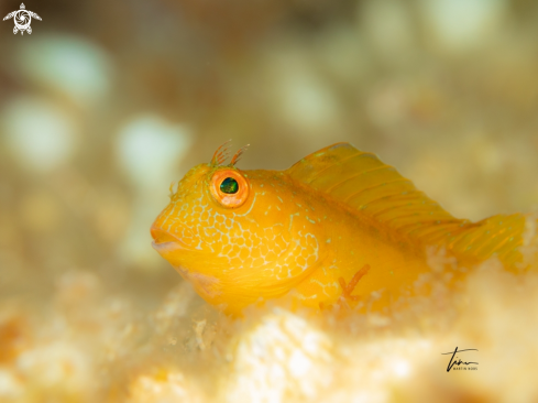 A Parablennius pilicornis | Ringneck Blennie