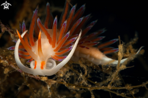 A Cratena peregrina nudibranch