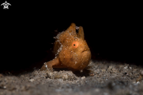 A Painted frogfish