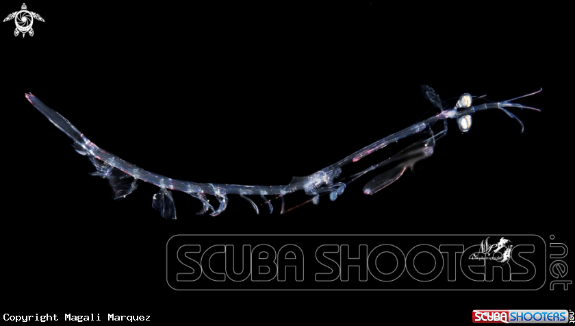 A Mantis Shrimp- Larvae  Stage 