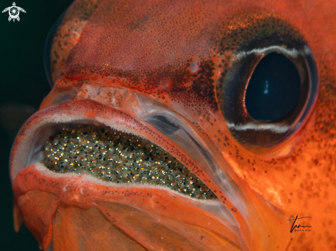 A Red Cardinalfish