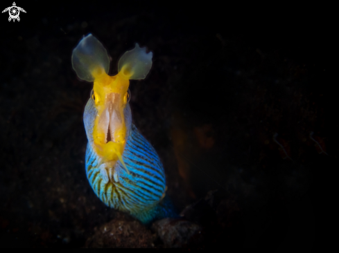 A Ribbon Eel