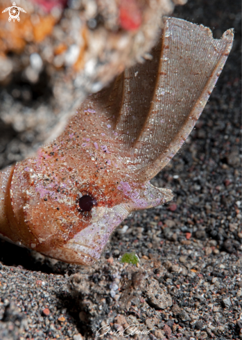 A Cockatoo Waspfish