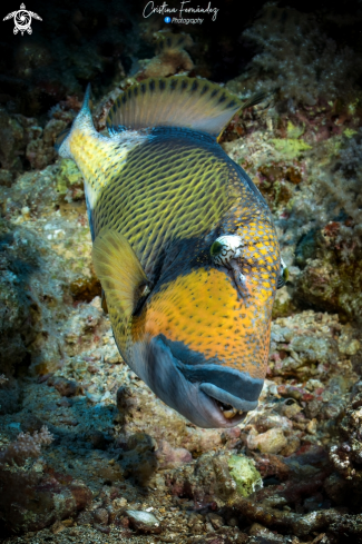 A Titan triggerfish