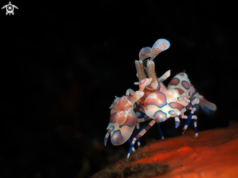 A harlequin shrimp