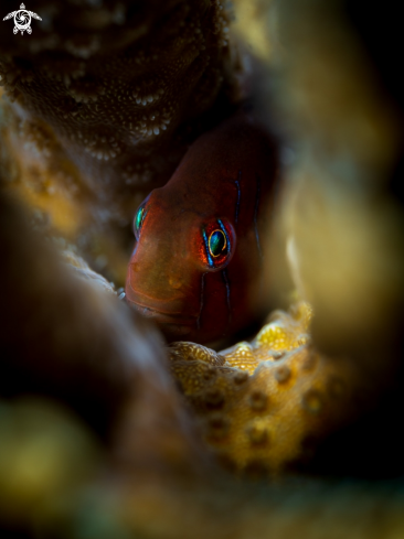 A Gobiodon citrinus | Green Clown Goby 