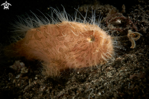 A  Hairy frogfish