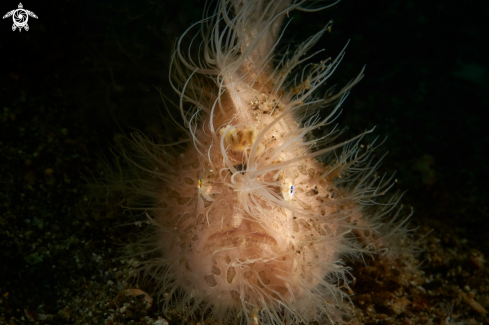 A FROGFISH 