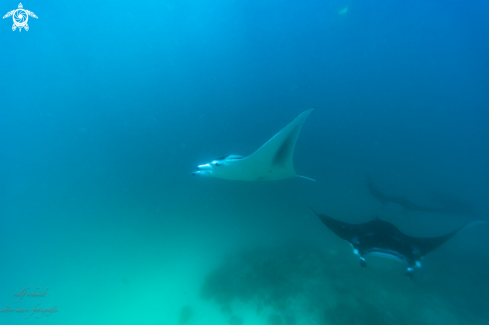 A Manta