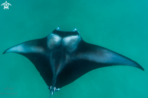 A Manta