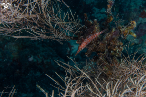 A fish | Baa Atoll