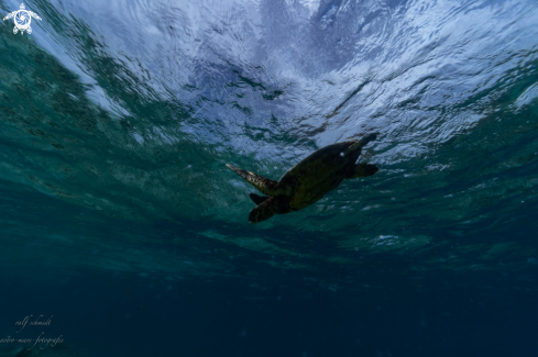 A fish | Baa Atoll