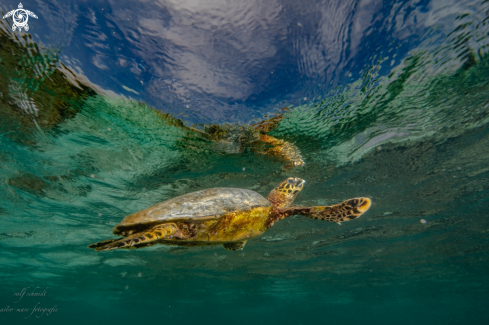 A fish | Baa Atoll