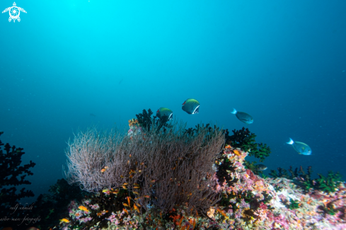 A fish | Baa Atoll