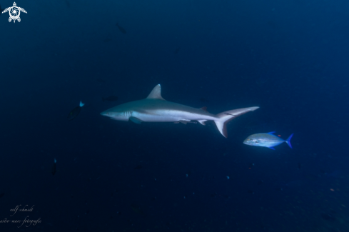 A Baa Atoll