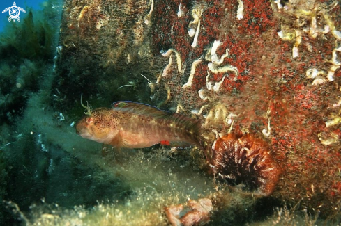 A Blennide