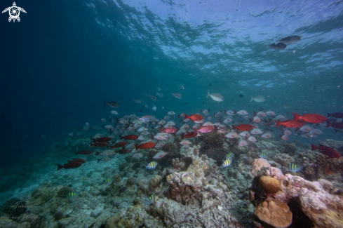 A fish | Baa Atoll