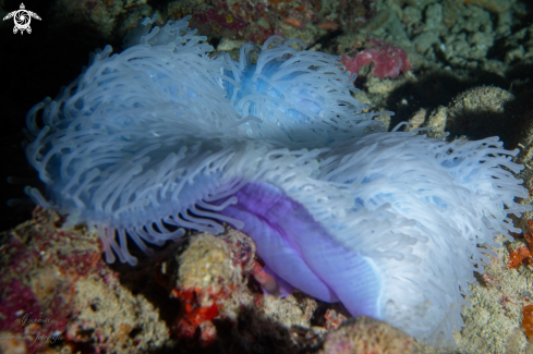 A fish | Baa Atoll