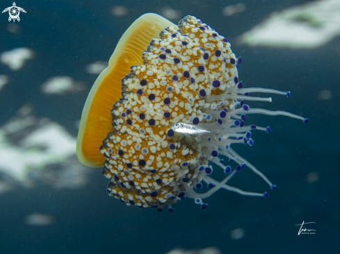 A Cotylorhiza tuberculata | Fried egg Jellyfish