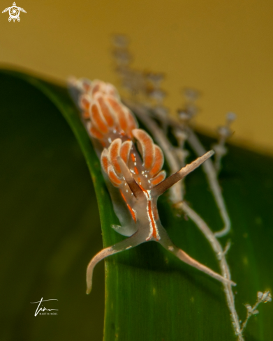 A Facelina rubrovittata