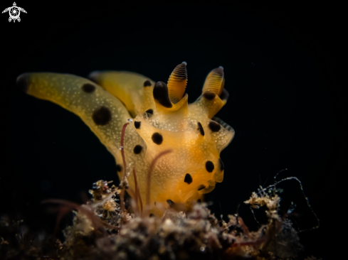 A Nudibranch