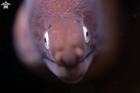 A White-eyed moray eel