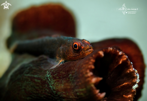 A Whip Coral Goby (3 cm.)