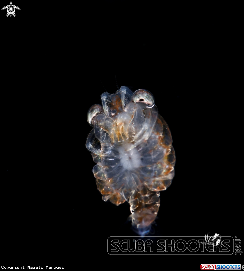 A Megalopa larva 