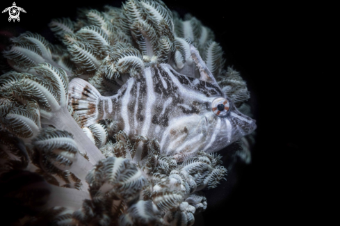 A Filefish