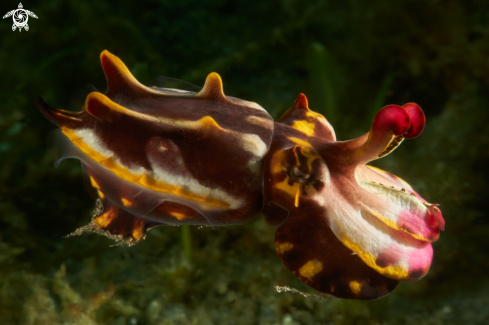 A Metasepia pfefferi | CUTTLEFISH