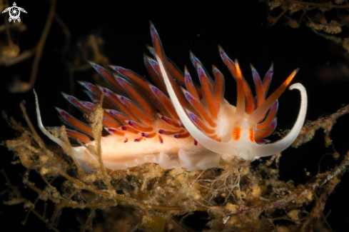 A Pilgrim Hervia nudibranch