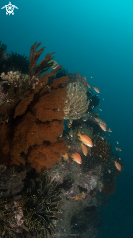 A coral and sponge