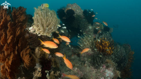 A coral and sponge