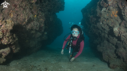 A coral and sponge