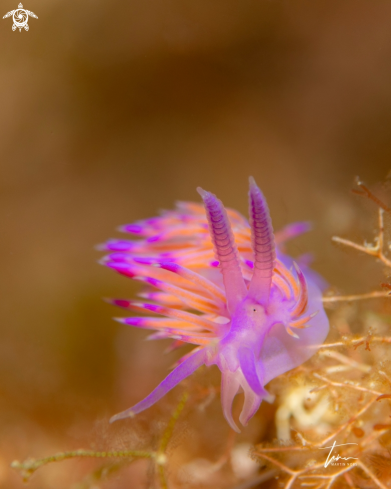 A Flabellina affinis | Flabellina affinis