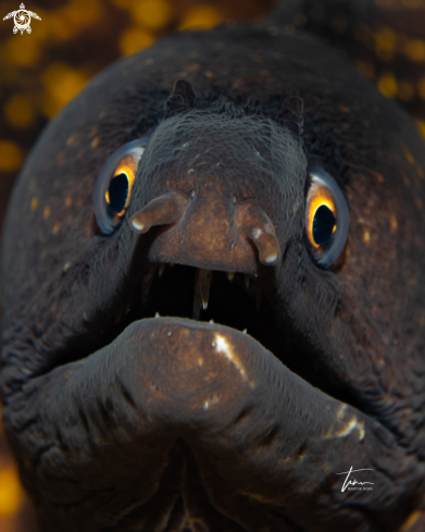 A Mediterranean Moray eel