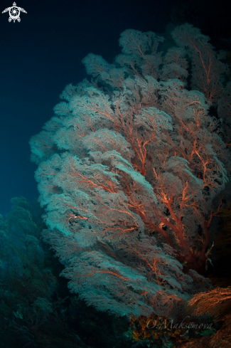 A White Sea Fan Coral On The Reef 