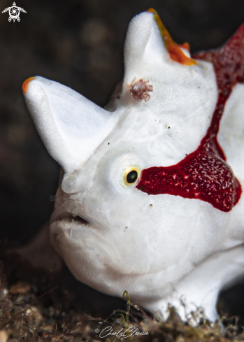 A Antennarius maculatus | Warty Frogfish