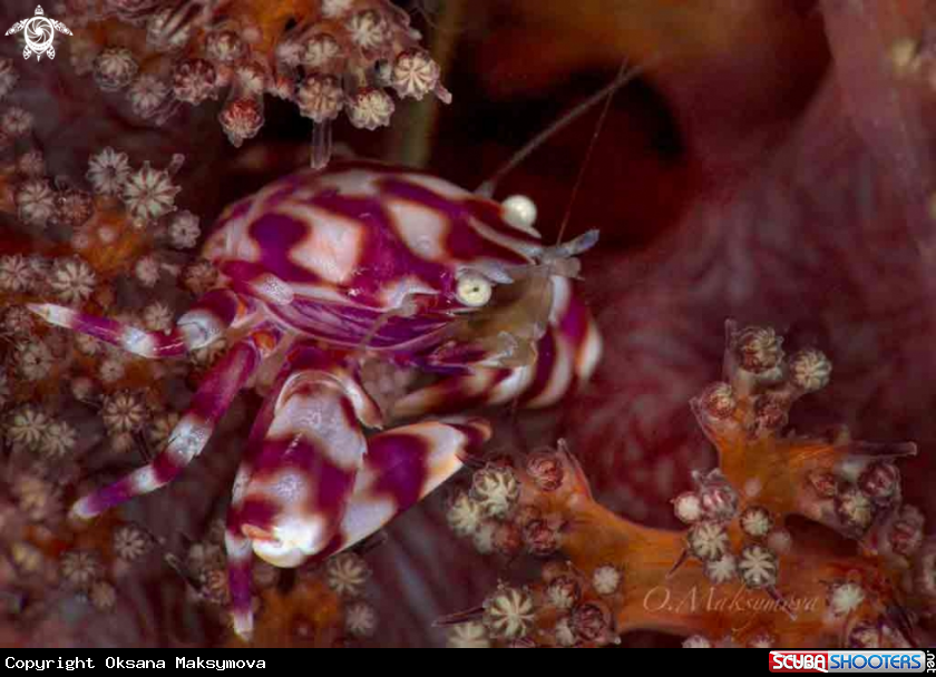 A Soft Coral Porcelain Crab