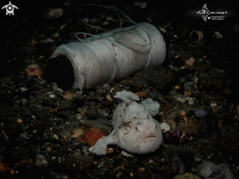 A Antennarius hispidus (Bloch & Schneider, 1801)  | Frogfish