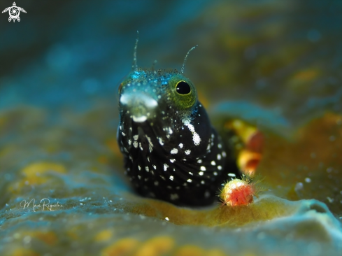 A Spinyhead Blenny