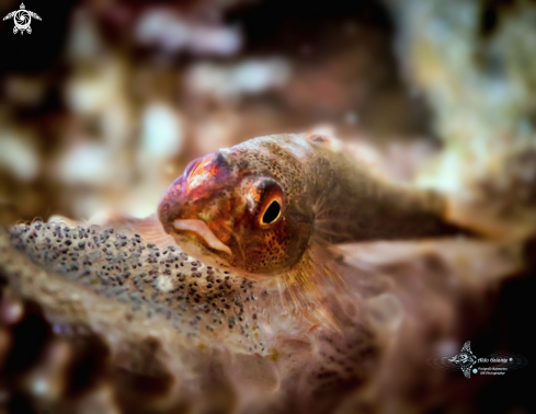 A Bryaninops yongei (Davis & Cohen, 1969)  | Whip Coral Goby (3 cm.) Take Care Eegs.