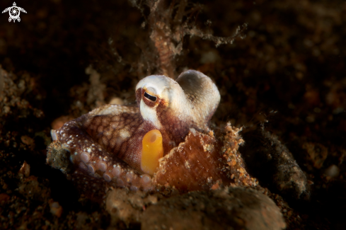 A OCTOPUS