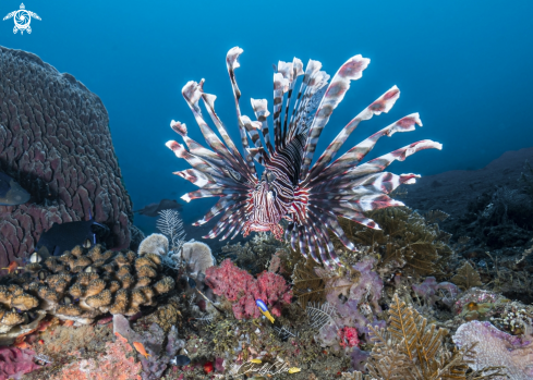 A Pterois volitans | Indian Lionfish