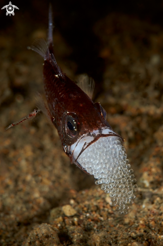 A Cardinalfish and shrimp