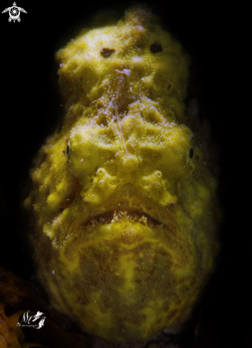 A Frogfish 