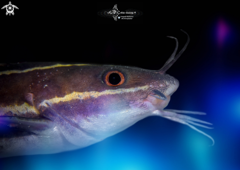 A Plotosus lineatus (Thunberg, 1787) | Stripped Catfish