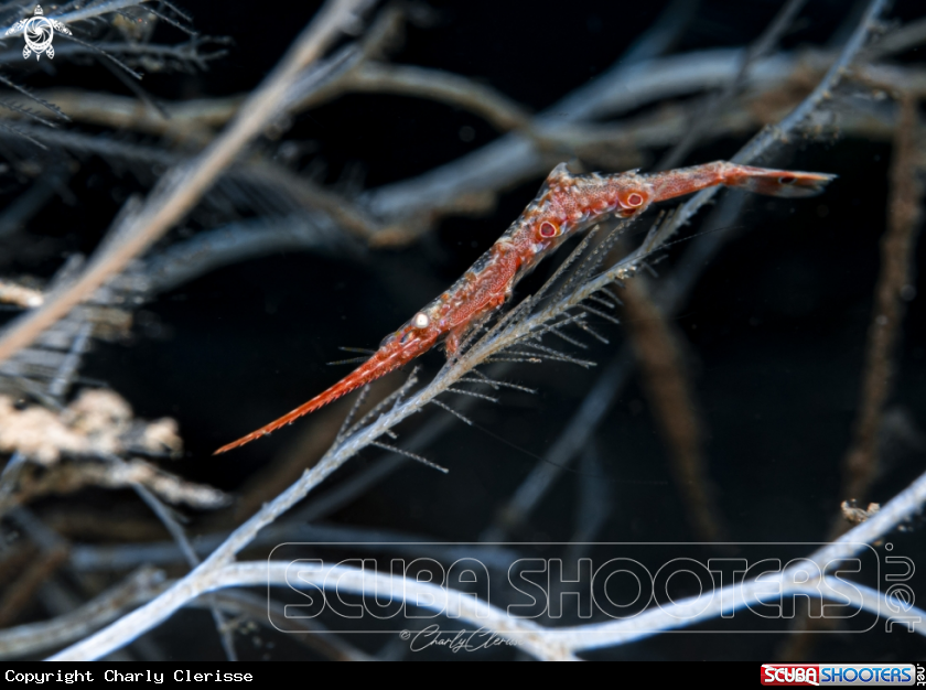 A Arrow Shrimp