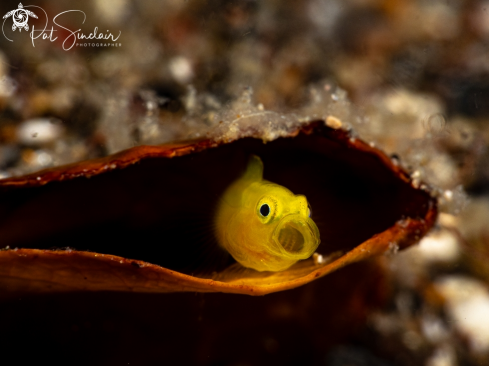 A yellow goby