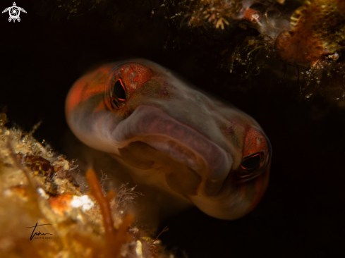 A Shore Clingfish